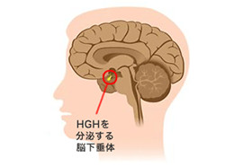 ヒト成長ホルモン（HGH）イメージ写真