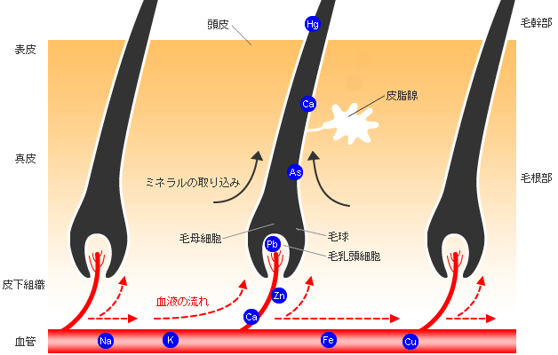 毛髪構造とミネラルの取込み 図紹介